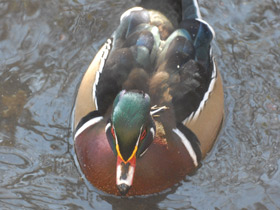 Фото Wood duck