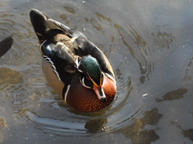 Фото Wood duck