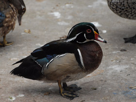 Фото Wood duck