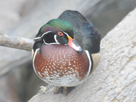 Фото Wood duck