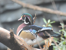 Фото Wood duck