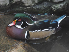 Фото Wood duck