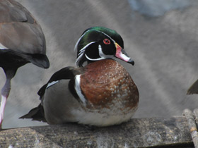 Фото Wood duck