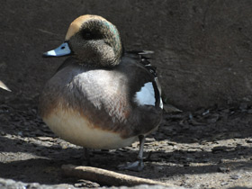 Фото American wigeon