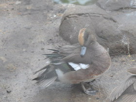 Фото American wigeon