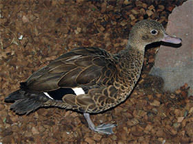 Фото Madagascar teal