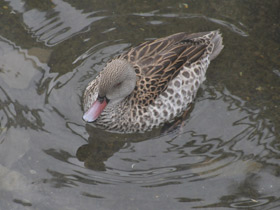 Фото Cape Teal