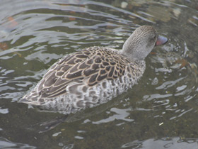 Фото Cape Teal