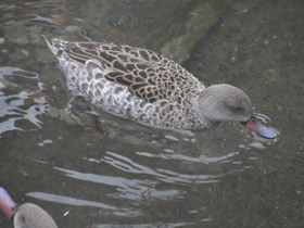 Фото Cape Teal