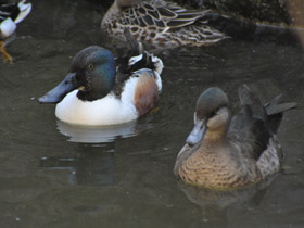 Фото Northern shoveler