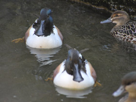 Фото Northern shoveler