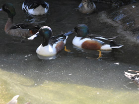 Фото Northern shoveler