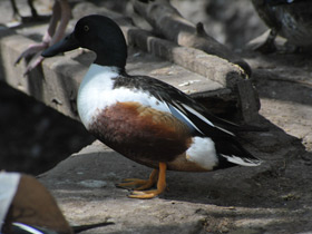 Фото Northern shoveler