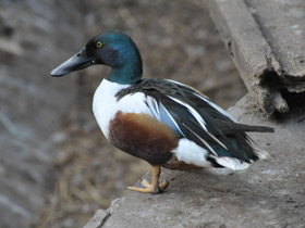 Фото Northern shoveler