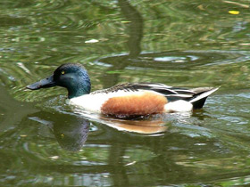 Фото Northern shoveler