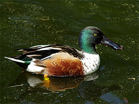 Фото Northern shoveler