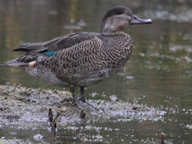 Фото Common Teal