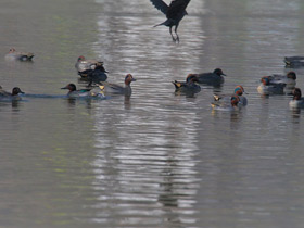 Фото Common Teal