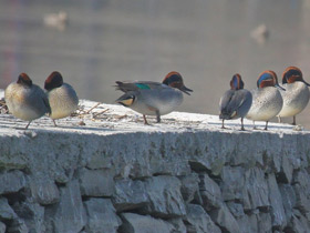 Фото Common Teal