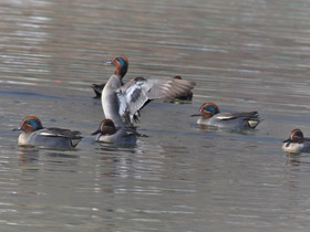 Фото Common Teal