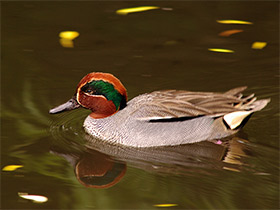 Фото Common Teal