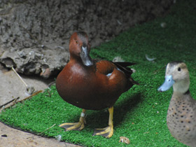 Фото Cinnamon teal