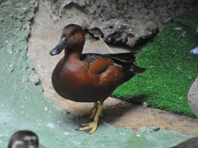 Фото Cinnamon teal