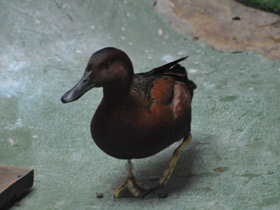 Фото Cinnamon teal