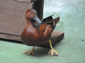 Фото Cinnamon teal