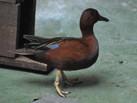 Фото Cinnamon teal