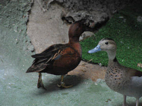 Фото Cinnamon teal