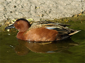 Фото Cinnamon teal