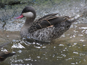 Фото Red-billed teal
