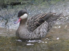 Фото Red-billed teal