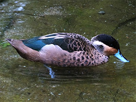 Фото Hottentot teal