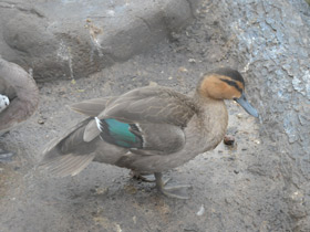 Фото Philippine duck