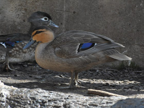 Фото Philippine duck