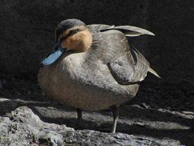 Фото Philippine duck