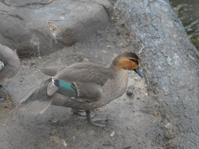 Фото Philippine duck