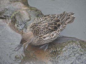 Фото Garganey