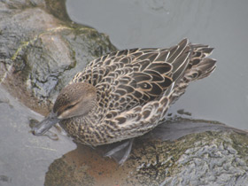 Фото Garganey