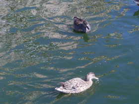 Фото Gadwall