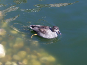 Фото Gadwall