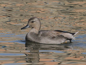 Фото Gadwall