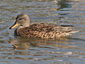 Фото Gadwall