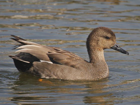 Фото Gadwall