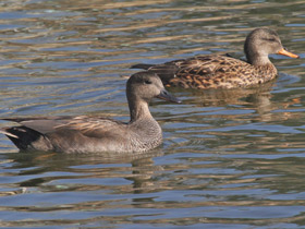 Фото Gadwall