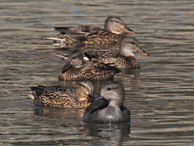 Фото Gadwall