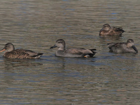 Фото Gadwall