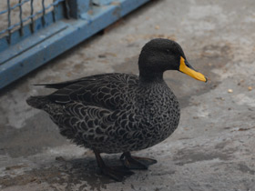 Фото Yellow-billed duck
